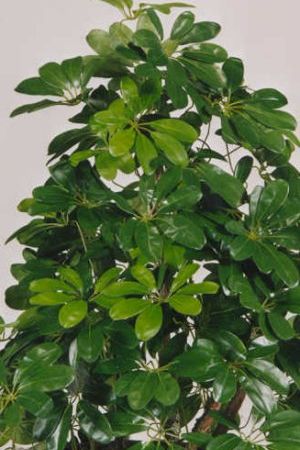 Schefflera